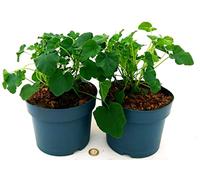 POWERS TO FLOWERS - MALVA REGINA, LAVATERA BIANCA COMPATTA BARNSLEY, VASO 20CM, 2 PIANTE, piante vere
