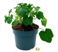POWERS TO FLOWERS - MALVA REGINA, LAVATERA BIANCA COMPATTA BARNSLEY, VASO 20CM, piante vere