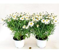 POWERS TO FLOWERS - MARGHERITA BIANCA 2 PIANTE, vaso 14cm, piante vere