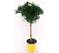 POWERS TO FLOWERS - MARGHERITA GIALLA AD ALBERELLO, Altezza 100/110cm, pianta vera