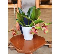 POWERS TO FLOWERS - MEDINILLA MAGNIFICA COMPATTA IN VASO CERAMICA BIANCO, ALTEZZA 35cm, pianta vera