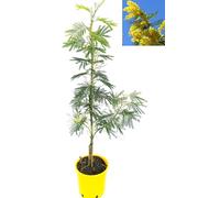 POWERS TO FLOWERS - MIMOSA DA GIARDINO, VARIETA' GAULOIS, altezza 75cm, pianta vera
