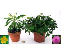 POWERS TO FLOWERS - MIMOSA PUDICA e BIOPHYTUM SENSITIVUM, piante vere