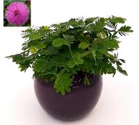 POWERS TO FLOWERS - MIMOSA PUDICA SENSITIVA IN VASO CERAMICA NERO-VIOLA, pianta vera