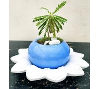 POWERS TO FLOWERS - MINI PALMA DA UFFICIO, MIMOSA SENSITIVA, BIOPHITUM SENSITIVUM, IN VASO CERAMICA AZZURRO, e SOTTOVASO IN CERAMICA pianta vera
