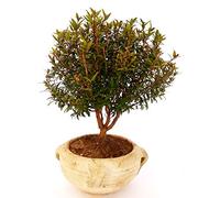 POWERS TO FLOWERS - MIRTO BONSAI XL, pianta vera