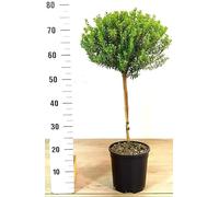 POWERS TO FLOWERS - MIRTO DA LIQUORE ALBERELLO, ALTEZZA 70/80cm, pianta vera