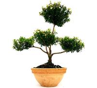 POWERS TO FLOWERS - MIRTO DA LIQUORE BONSAI MULTI ALBERELLO, IN CIOTOLA COCCIO GRAFFIATO, VASO 20cm, pianta vera