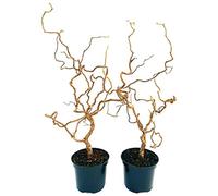 POWERS TO FLOWERS - NOCCIOLO CONTORTO, CORYLUS CONTORTA, 2 PIANTE, ALTEZZA 100CM, piante vere