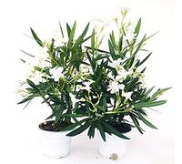 POWERS TO FLOWERS - OLEANDRO BIANCO, 2 PIANTE, vaso 15cm, piante vere
