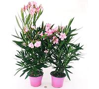 POWERS TO FLOWERS - OLEANDRO ROSA CHIARO, 2 PIANTE, vaso 15cm, piante vere