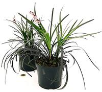 POWERS TO FLOWERS - OPHIOPOGON JAPONICUS NIGRA, 2 PIANTE, Vaso 13 cm diametro, Piante vere