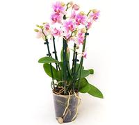 POWERS TO FLOWERS - ORCHIDEA PHALAENOPSIS, AMSTERDAM, 5 STELI, Pianta Vera