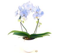 POWERS TO FLOWERS - ORCHIDEA PHALAENOPSIS BLU AD ARCO IN VASO CERAMICA BIANCO SFERICO, VASO 13CM, Pianta Vera