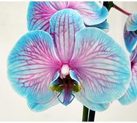 POWERS TO FLOWERS - ORCHIDEA PHALAENOPSIS BLU e ROSA, 2 STELI, VASO 13CM, Pianta Vera