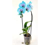 POWERS TO FLOWERS - ORCHIDEA PHALAENOPSIS BLU e ROSA, CASCATA, VASO 10CM, Pianta Vera