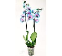 POWERS TO FLOWERS - ORCHIDEA PHALAENOPSIS BLU e ROSA, DUE STELI, VASO 13CM, Pianta Vera