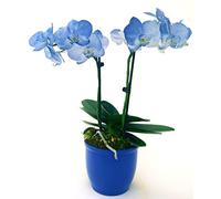 POWERS TO FLOWERS - ORCHIDEA PHALAENOPSIS BLU, IN VASO CERAMICA, 2 STELI, VASO 13CM, Pianta Vera