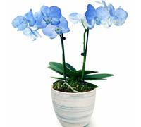 POWERS TO FLOWERS - ORCHIDEA PHALAENOPSIS BLU, IN VASO CERAMICA AFRICA, 2 STELI, VASO 13CM, Pianta Vera
