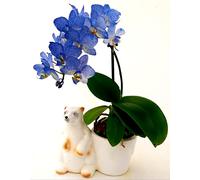 POWERS TO FLOWERS - ORCHIDEA PHALAENOPSIS BLU, MINI IN VASO CERAMICA ORSO POLARE, Pianta Vera