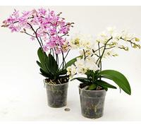 POWERS TO FLOWERS - ORCHIDEA PHALAENOPSIS WILD WHITE e PINK, 4/5 STELI, Pianta Vera
