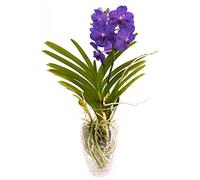 POWERS TO FLOWERS - ORCHIDEA WANDA BLU IN VASO VETRO, pianta vera