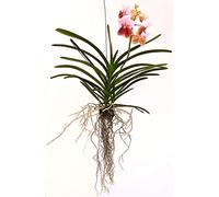 POWERS TO FLOWERS - ORCHIDEA WANDA ROSA BICOLORE, pianta vera