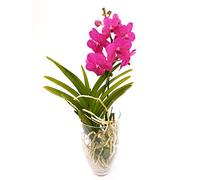 POWERS TO FLOWERS - ORCHIDEA WANDA ROSA IN VASO VETRO, pianta vera