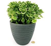 POWERS TO FLOWERS - ORIGANO CUBANO, PLECTRANTHUS AMBOINICUS, VASO 14cm, IN VASO CERAMICA ANTRACITE A RIGHE, pianta vera