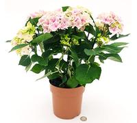 POWERS TO FLOWERS - ORTENSIA BICOLORE BIANCO-ROSSA, VASO 15 CM DIAMETRO, pianta vera