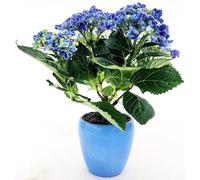 POWERS TO FLOWERS - ORTENSIA NANA BLU HOPCORN IN VASO CERAMICA AZZURRO, VASO 12CM DIAMETRO, pianta vera