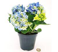 POWERS TO FLOWERS - ORTENSIA NANA BLU IN VASO 11CM, pianta vera