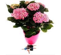 POWERS TO FLOWERS - ORTENSIA XXL ROSA IN VASO CERAMICA FUCSIA, pianta vera