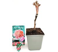 POWERS TO FLOWERS - PAEONIA, PEONIA BICOLORE, pianta vera
