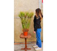 POWERS TO FLOWERS - PAPIRO, CYPERUS PAPIRUS, PAPIRO DA LAGHETTO, VASO 24CM DIAMETRO, ALTEZZA 100CM, piante vere