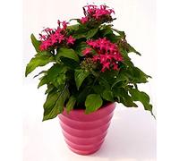 POWERS TO FLOWERS - PENTAS, STELLA EGIZIANA IN VASO CERAMICA FUCSIA A CERCHI CONCENTRICI, pianta vera