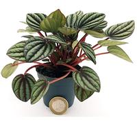 POWERS TO FLOWERS - PEPEROMIA CAPERATA GREY, MINI IDEALE PER TERRARIUM, pianta vera