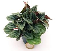 POWERS TO FLOWERS - PEPEROMIA CAPERATA LITTLE GREY, MINI IDEALE PER TERRARIUM, pianta vera
