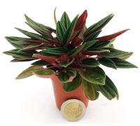 POWERS TO FLOWERS - PEPEROMIA ROSSO MINI, IDEALE PER TERRARIUM, Pianta vera