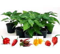 POWERS TO FLOWERS - PEPERONCINO PICCANTE BIO SET 6 PEZZI: TRINIDAD,NAGA MORICH, CAYAMBE, TRINIDAD SCORPION YELLOW, HABANERO RED, CAROLINA REAPER, 6 PIANTE, Vaso 10cm, piante vere