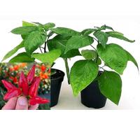 POWERS TO FLOWERS - PEPERONCINO PICCANTE FUOCO DELLA PRATERIA BIO, 2 PIANTE, Vaso 10cm, piante vere