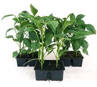 POWERS TO FLOWERS - PEPERONE TRIS: QUADRATO GIALLO, QUADRATO ROSSO e CORNO DI TORO. PIANTE BIO, 12 PIANTE BIO, Piante vere