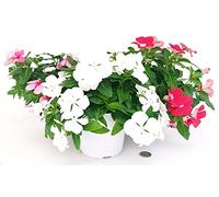 POWERS TO FLOWERS - PERVINCA DEL MADAGASCAR PENDULA, VINCA TRICOLORE ROSA, BIANCA E ROSSA, 3 PIANTE, vaso 14cm, piante vere