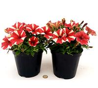 POWERS TO FLOWERS - PETUNIA, POTUNIA, SURFINIA COMPATTA BICOLORE BIANCO - ROSSA, 2 PIANTE VASO 14, piante vere