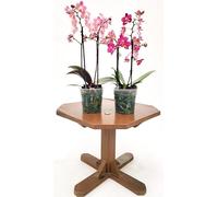 POWERS TO FLOWERS - PHALAENOPSIS PROFUMATE, MADAGASCAR e PRAGA, VASO 12CM DIAMETRO, Piante Vere