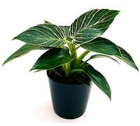 POWERS TO FLOWERS - PHILODENDRON BIRKIN WHITE MEASURE, pianta vera