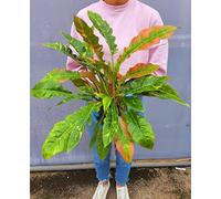 POWERS TO FLOWERS - PHILODENDRON, PHYLODENDRON, MONSTERA RING OF FIRE, VASO 12CM, pianta vera