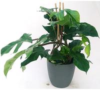 POWERS TO FLOWERS - PHILODENDRON, PHYLODENDRON, MONSTERA SQUAMIFERUM XXL, IN VASO CERAMICA ANTRACITE A RIGHE, VASO 20CM, pianta vera
