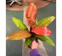 POWERS TO FLOWERS - PHILODENDRON, PHYLODENDRON PRINCE OF ORANGE, VASO 19CM, pianta vera
