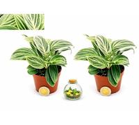 POWERS TO FLOWERS - PHILODENDRON, PHYLODENDRON WHITE MEASURE MICRO, VASO 5 5 CM DIAMETRO, IDEALE PER TERRARIUM, 2 PIANTE, piante vere